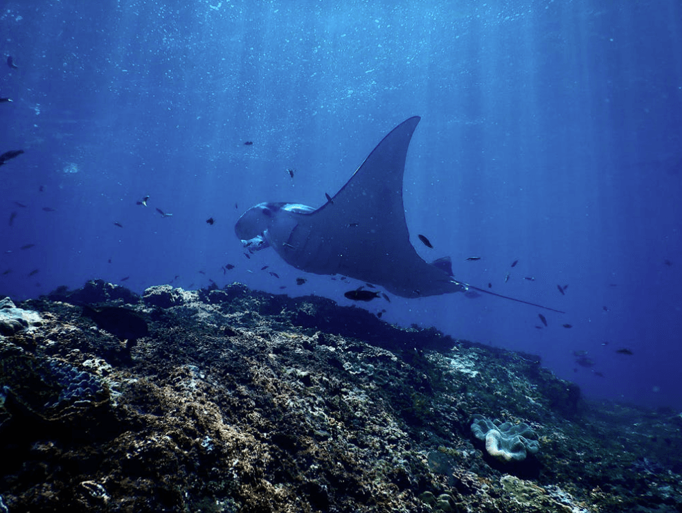 Marine Ecology