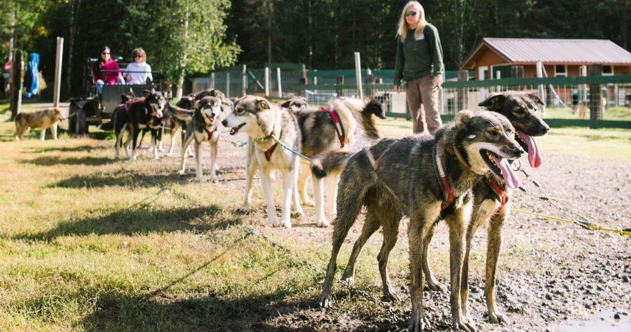 Dog Cart Ride