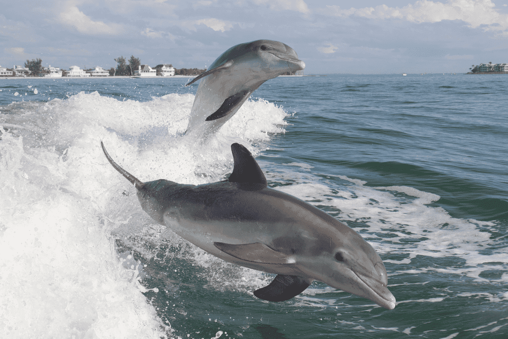 Dolphin Tour
