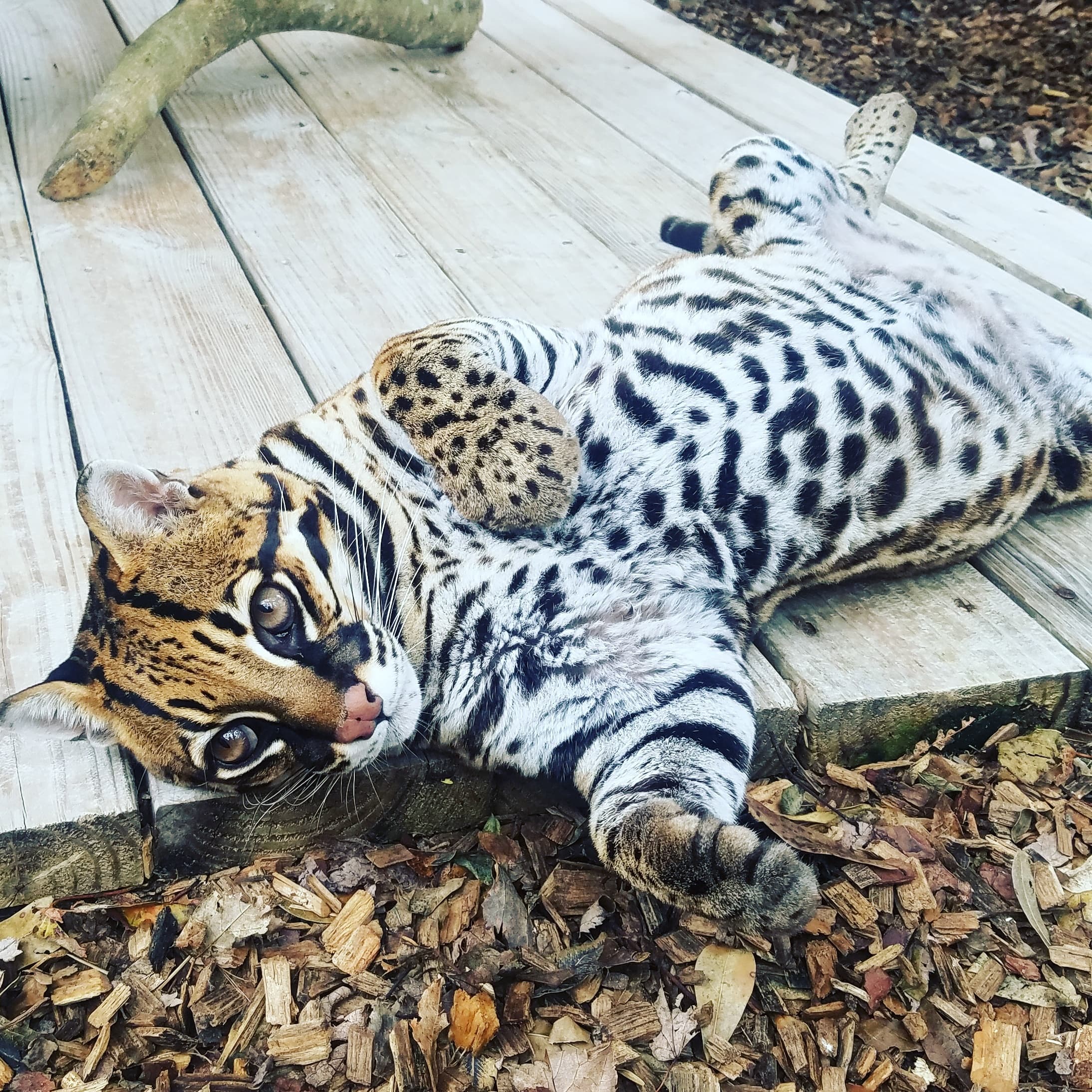 Small Cat Experience