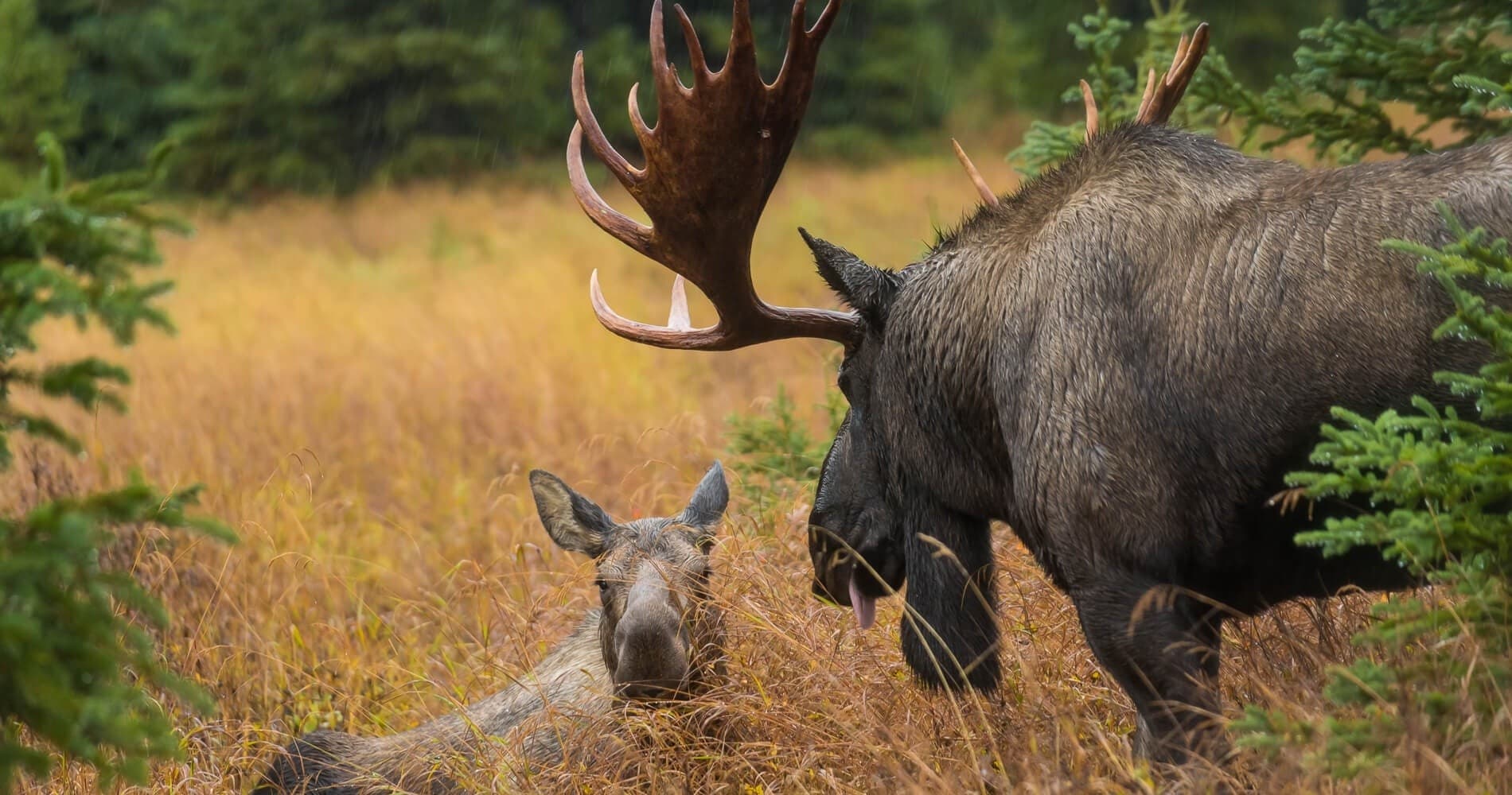 Group Moose Photo Safari