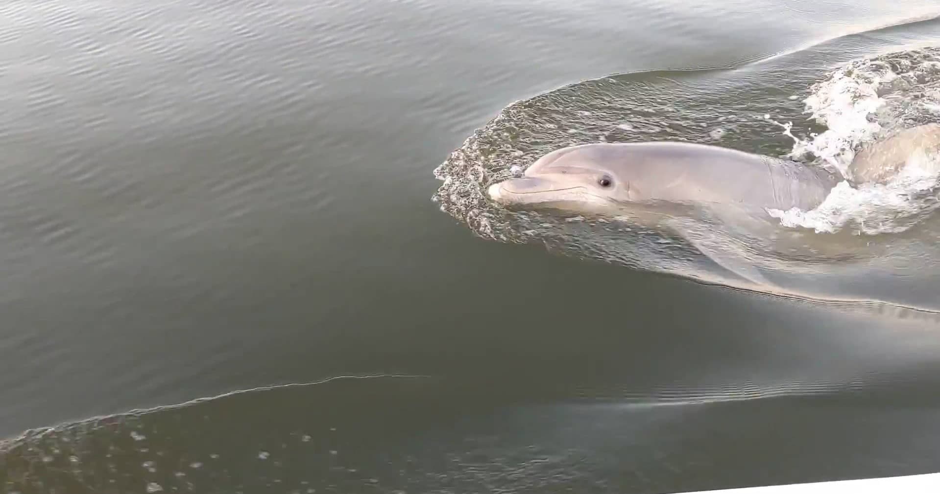 Private 90 minute Dolphin Tour