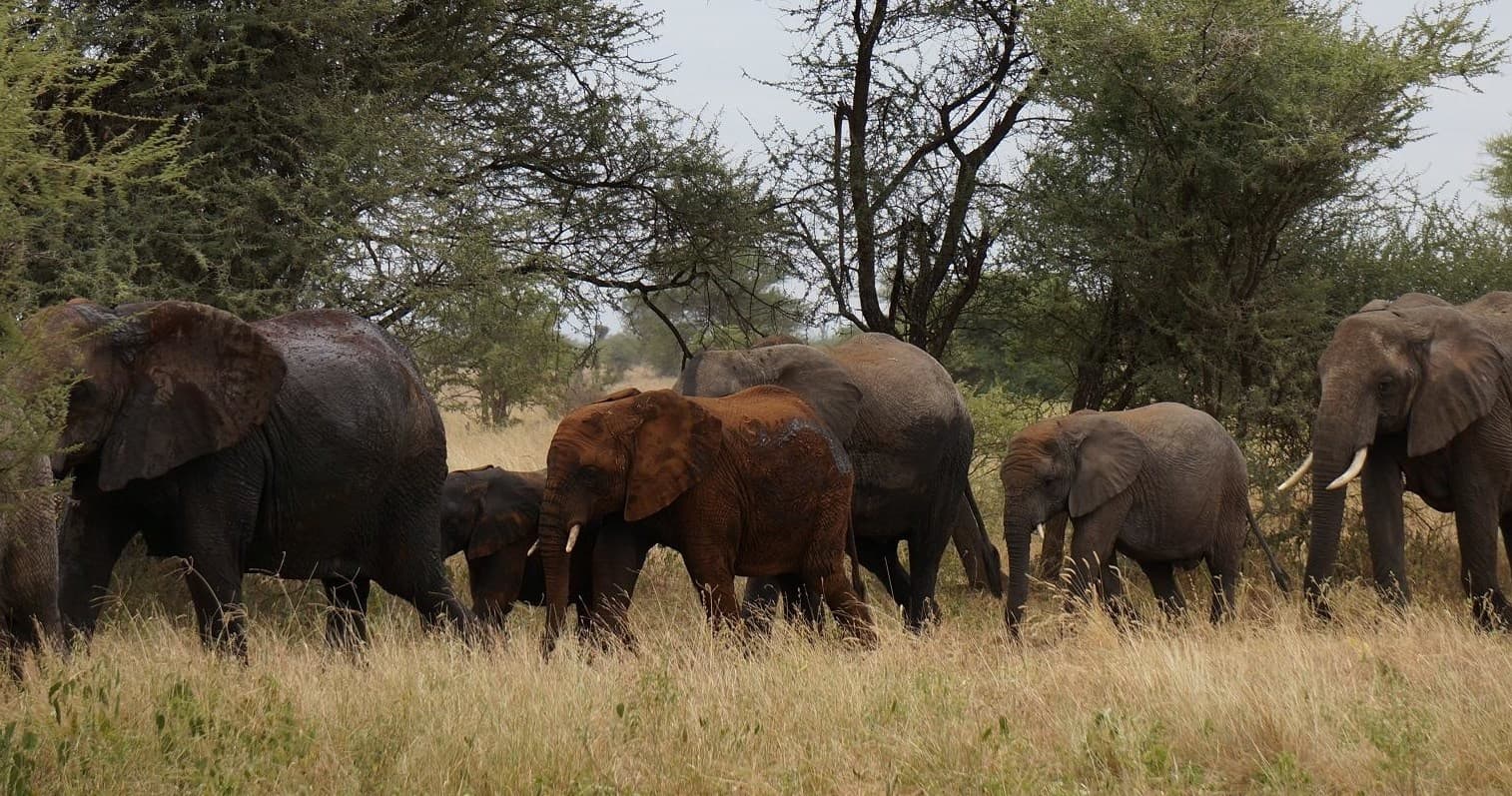 Big Buck Safari