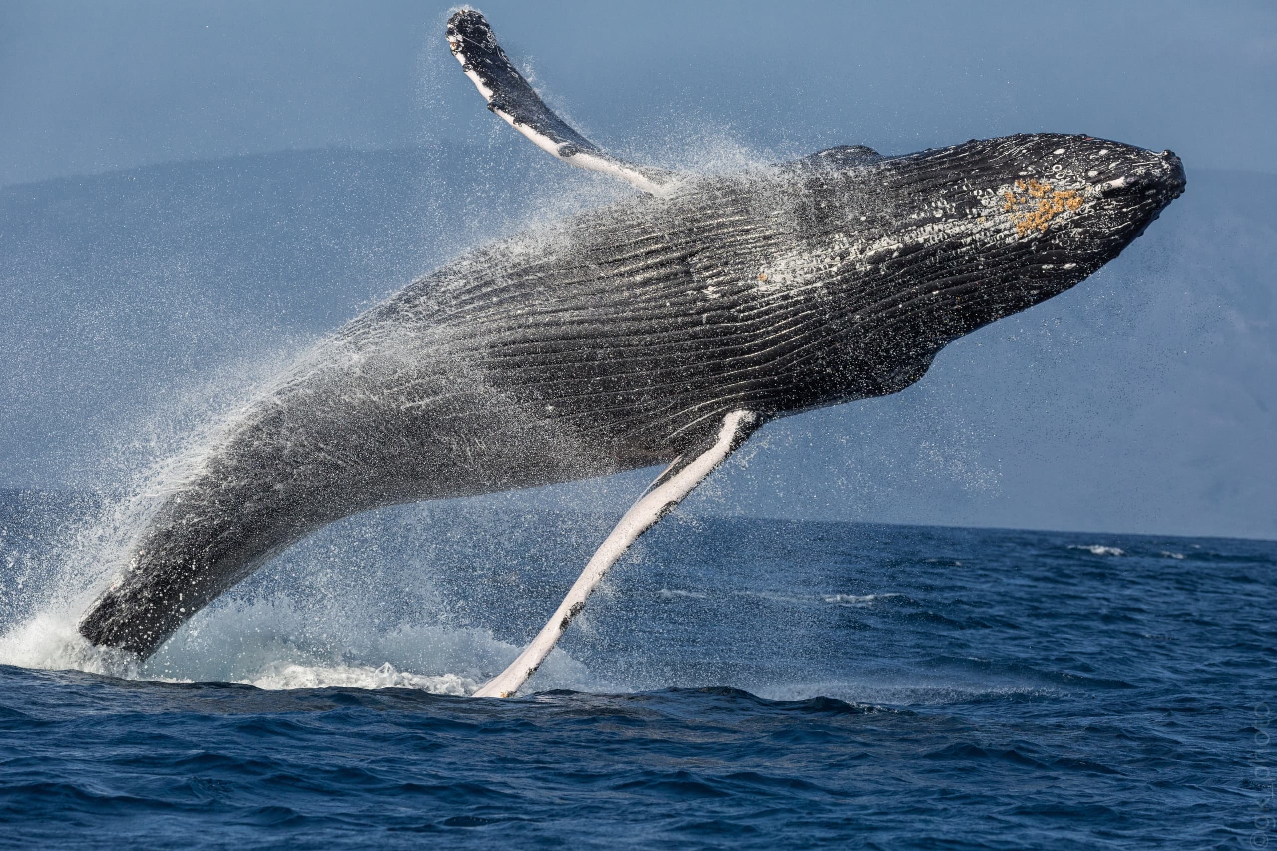 Morning Sail with the Whales