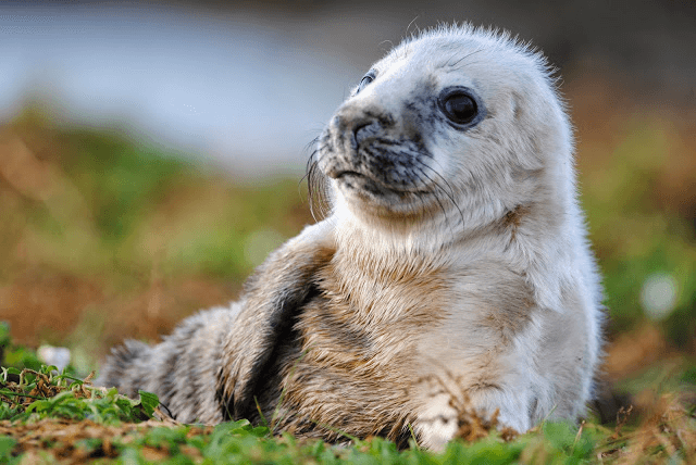 Grey Seal and Seabird Cruise