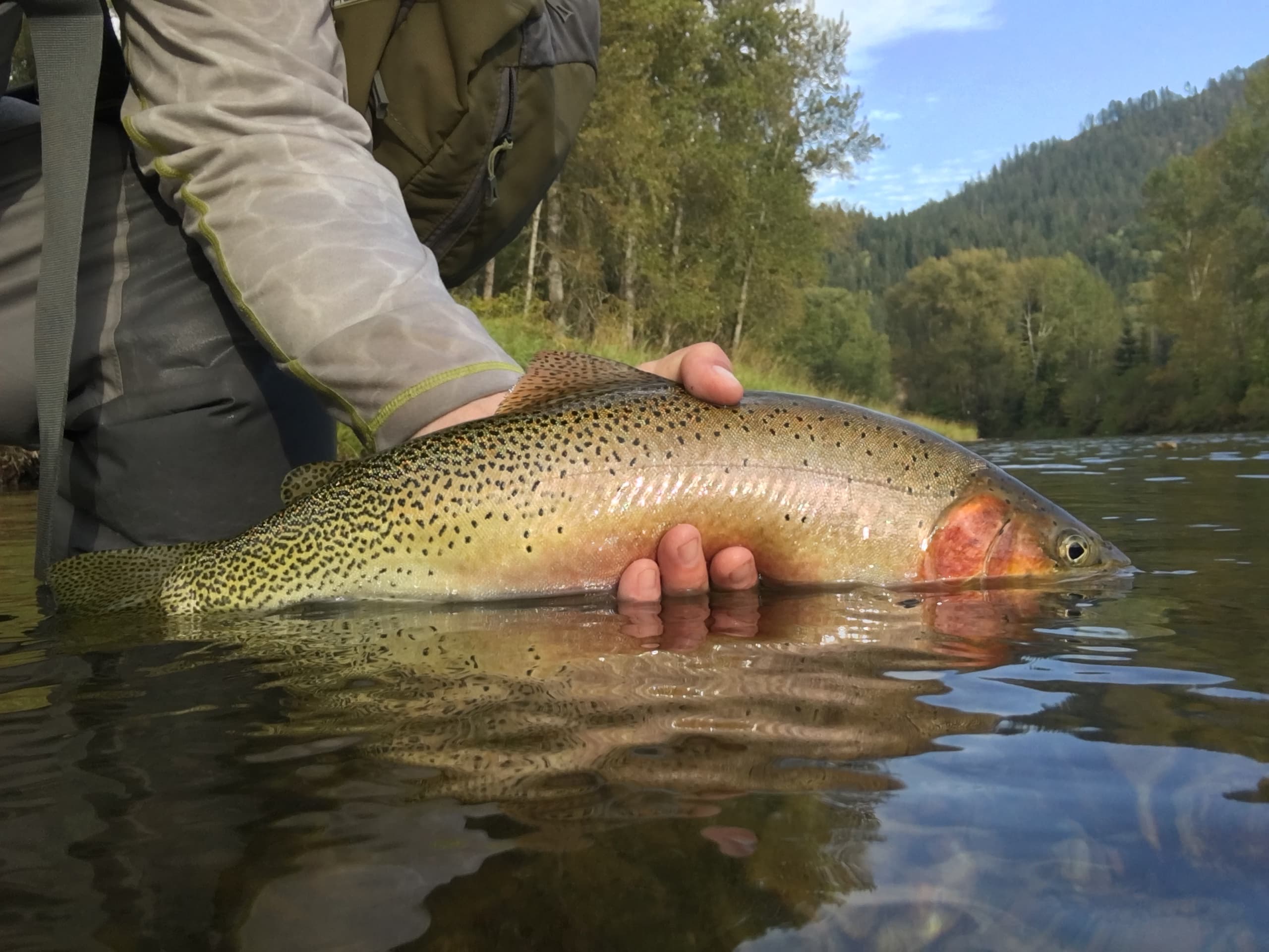 North Fork Coeur D Alene River Walk and Wade - Full Day