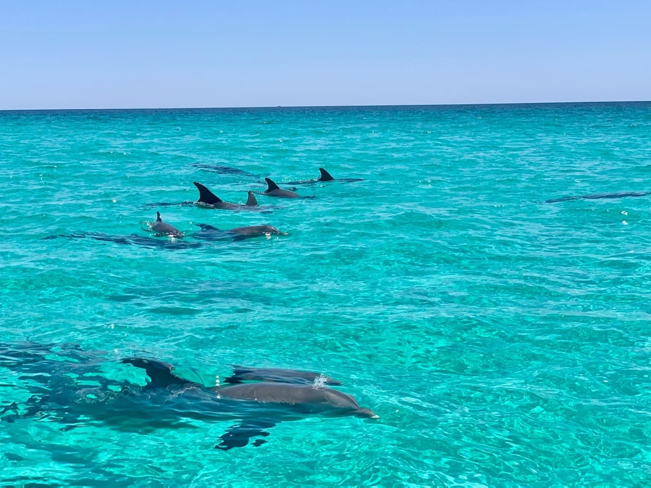 2 Hour Dolphin Adventure