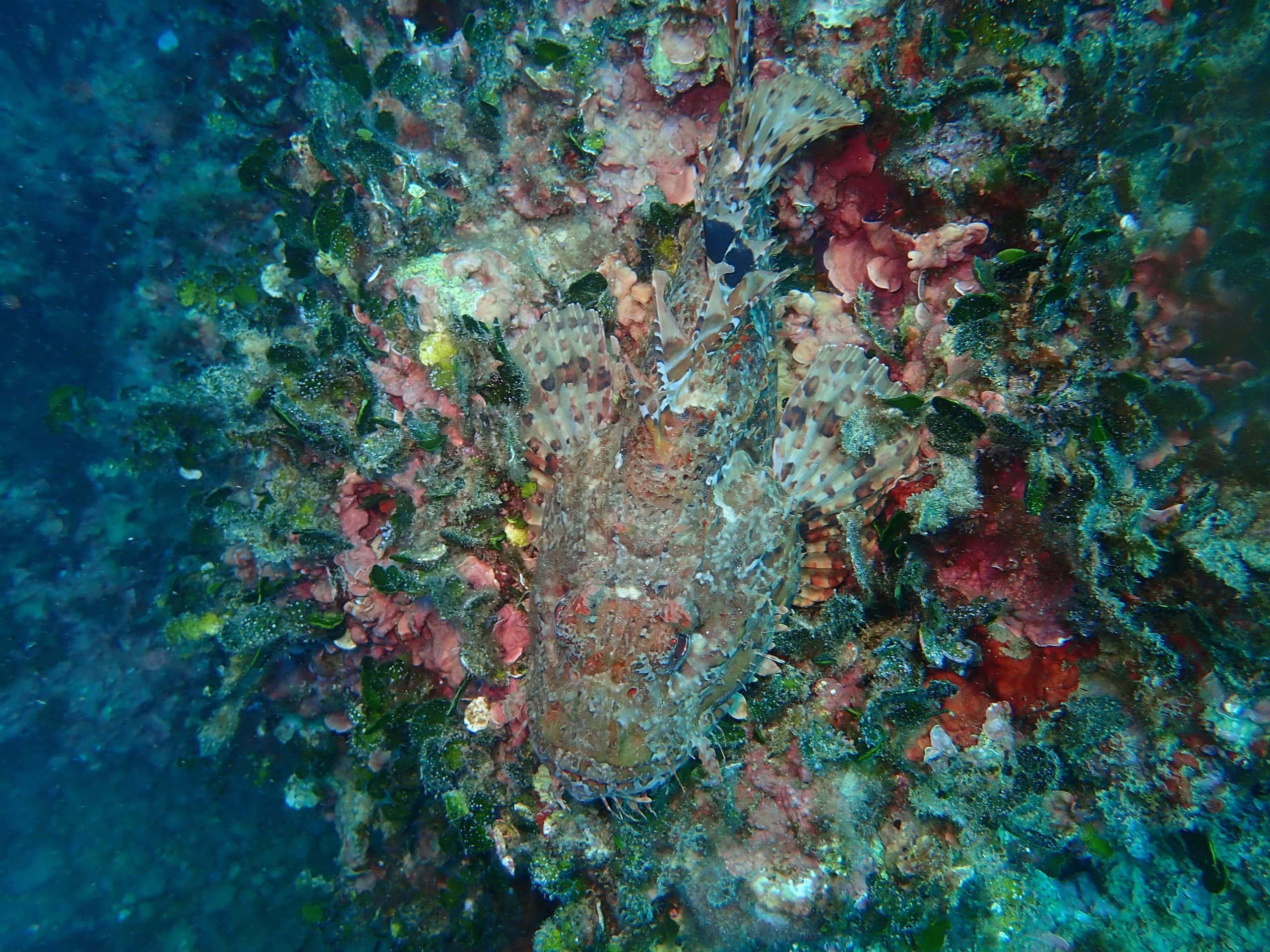 Inmersión de buceo en el Racó de les Esponges