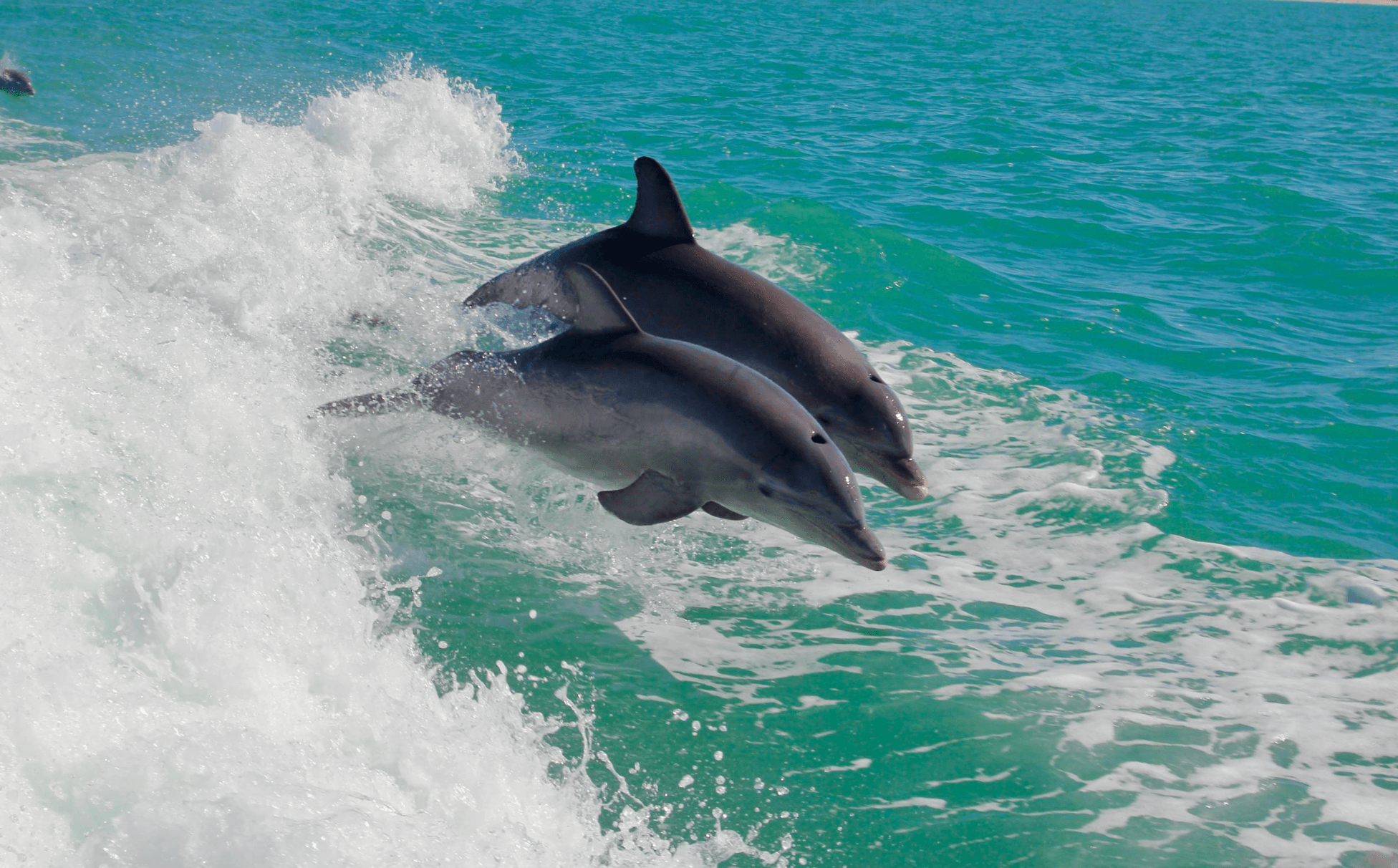 Dolphin Eco Tour