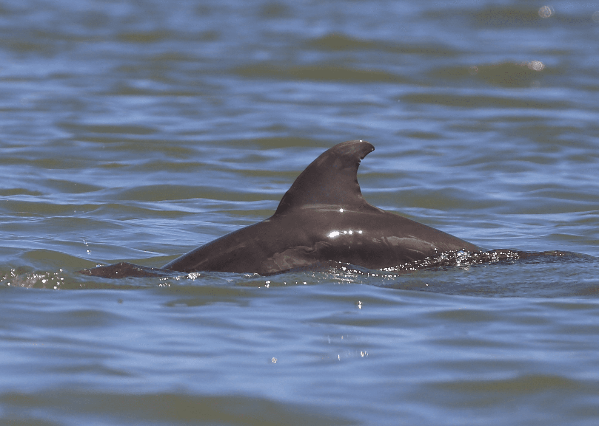 Dolphin and Wildlife Kayaking Tour