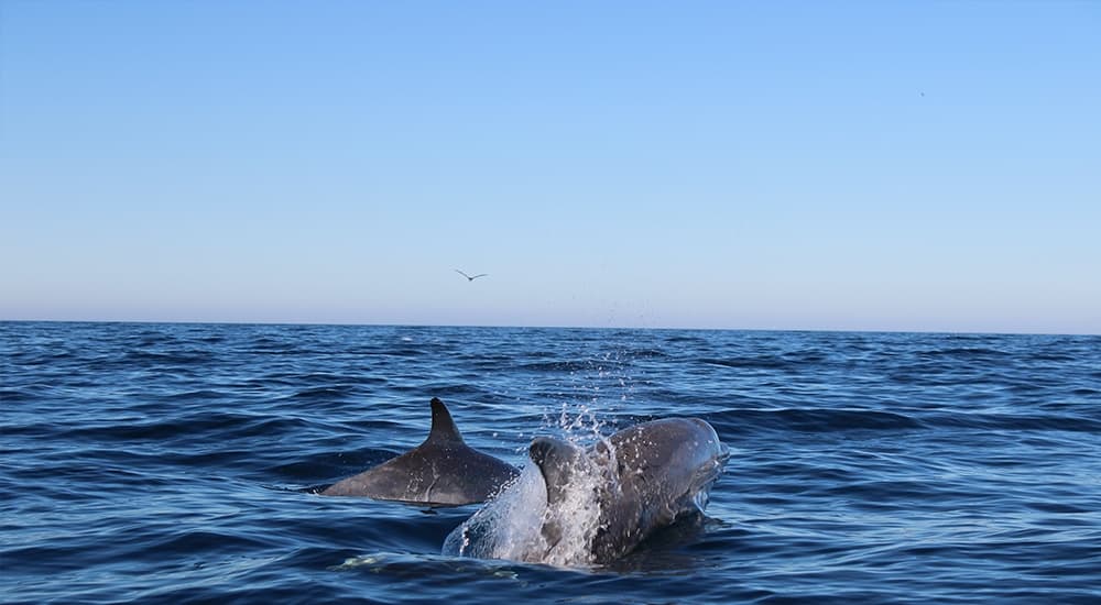 Dolphin Watching - Cabanas de Tavira