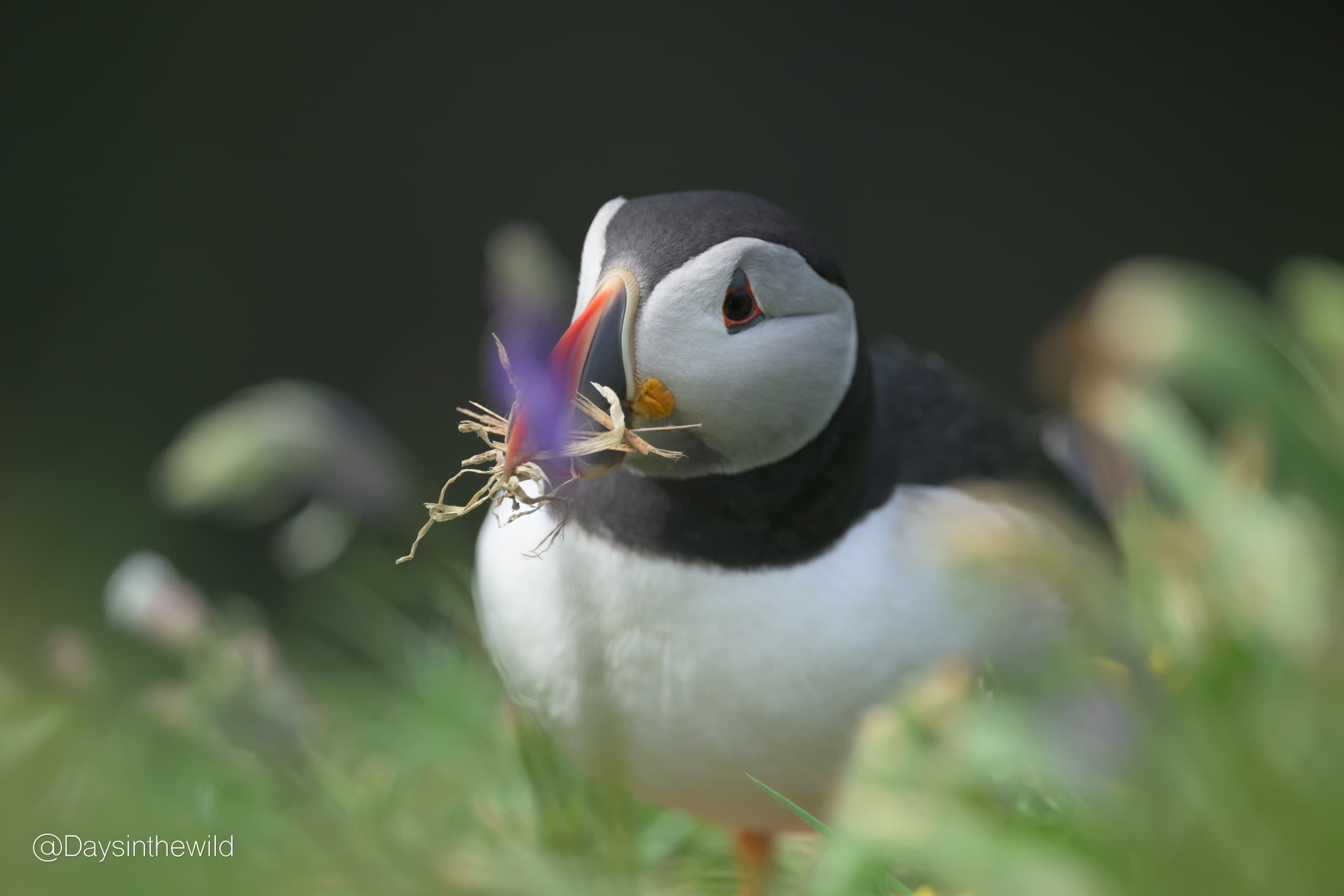 Puffins at sunset