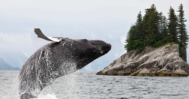 Alaska: Ocean Wildlife to Interior Wilderness