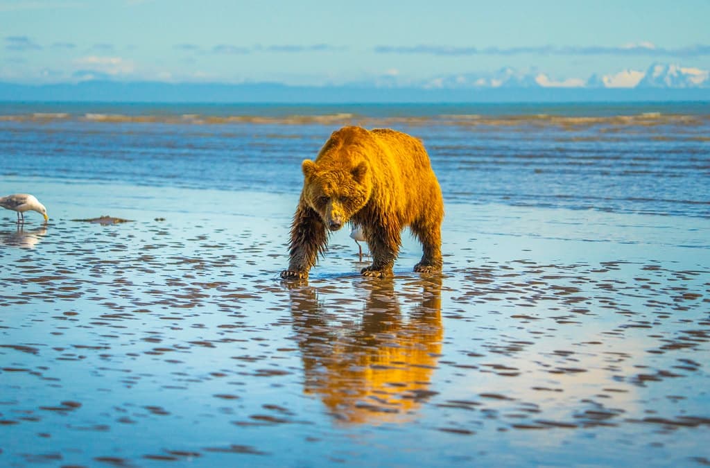 Bear Viewing At Lake Clark National Park