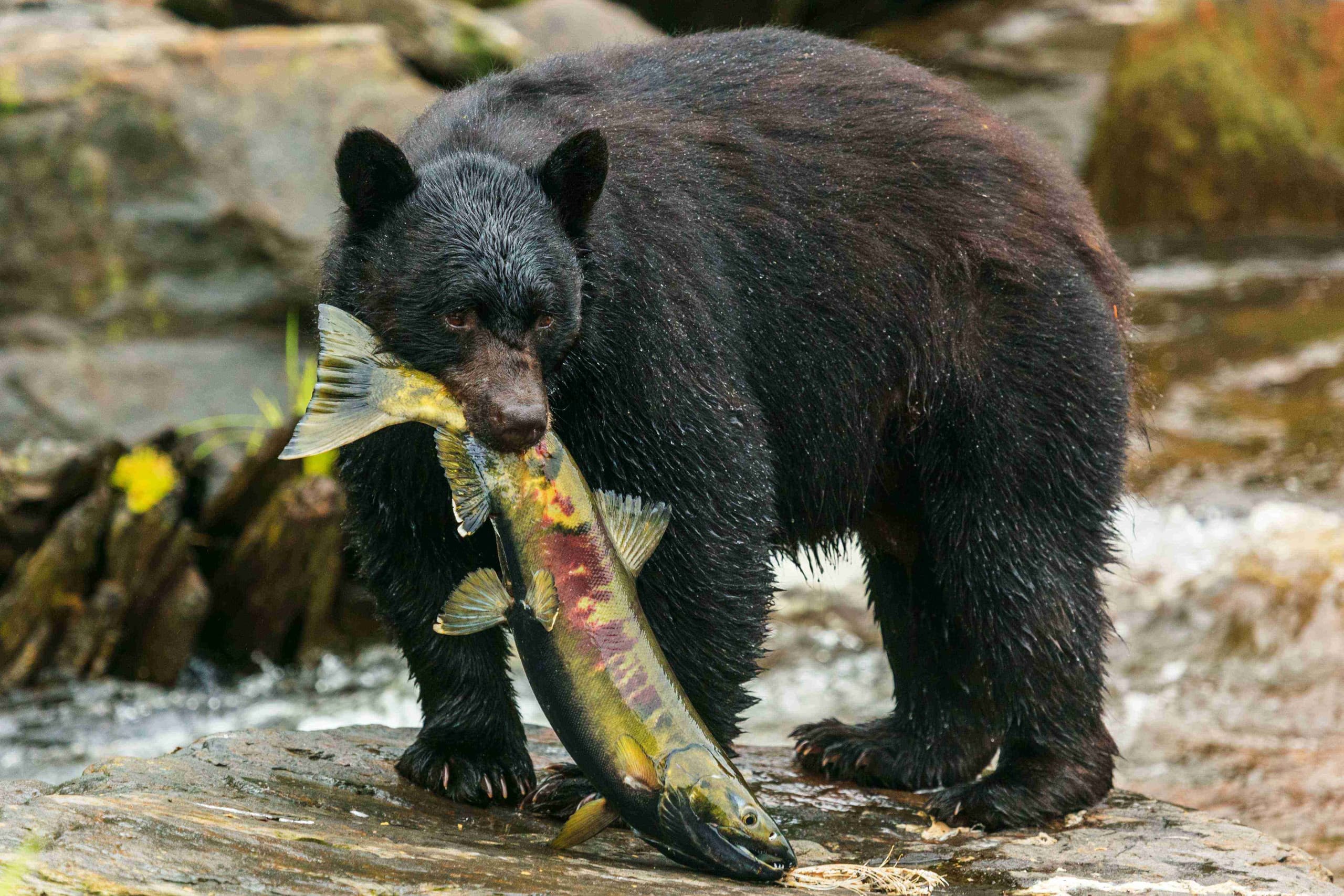 Alaskan Bear Encounter by Land & Sea