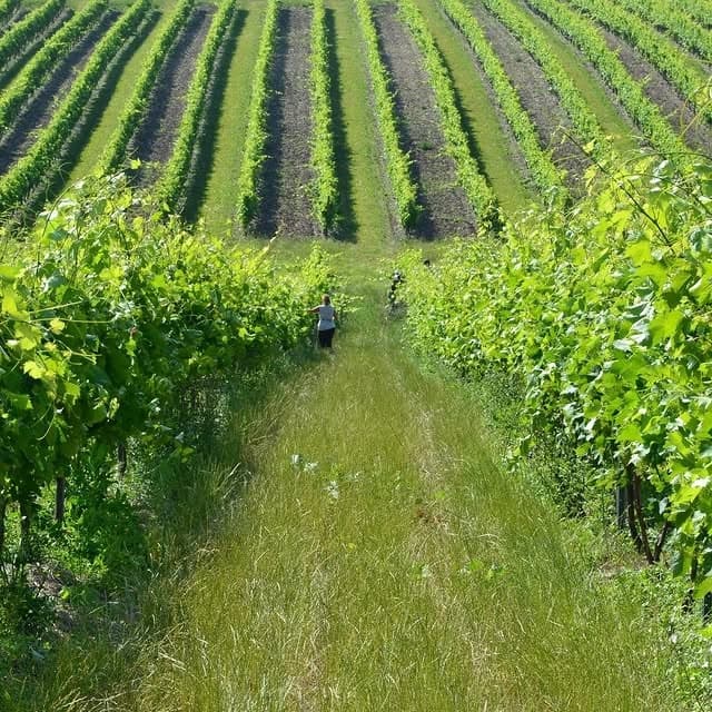 Excursion Vignobles de Bordeaux et Cognac privée - Journée