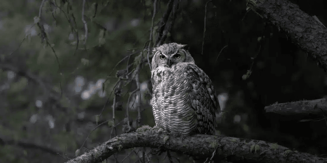 Yellowstone Photography Tour (Summer) - Private Tour