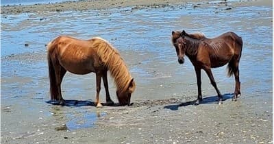 Whale Creek Exploration