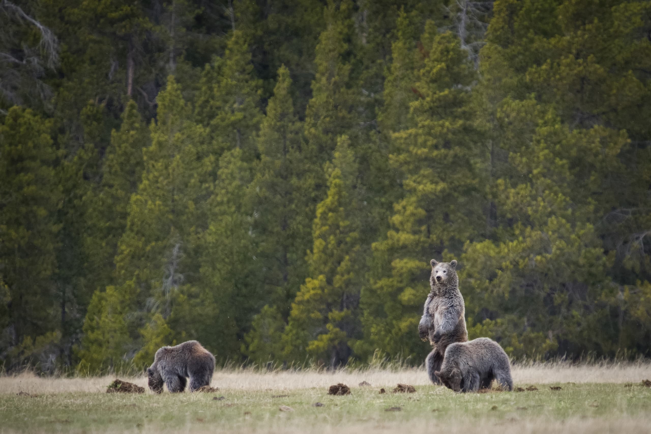 Sunrise Wolves & Wildlife (April - October)