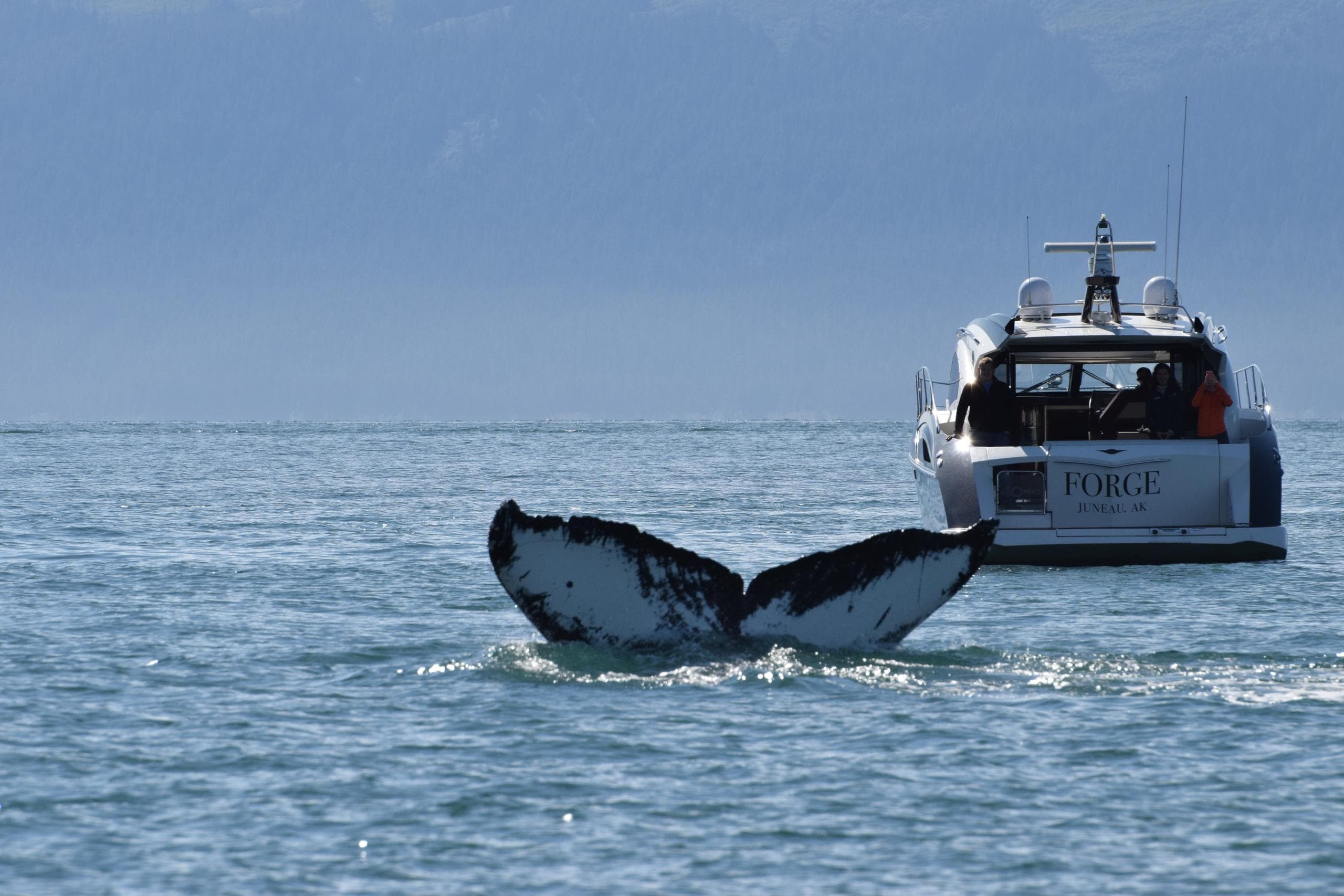 Luxury Whale Watch Juneau