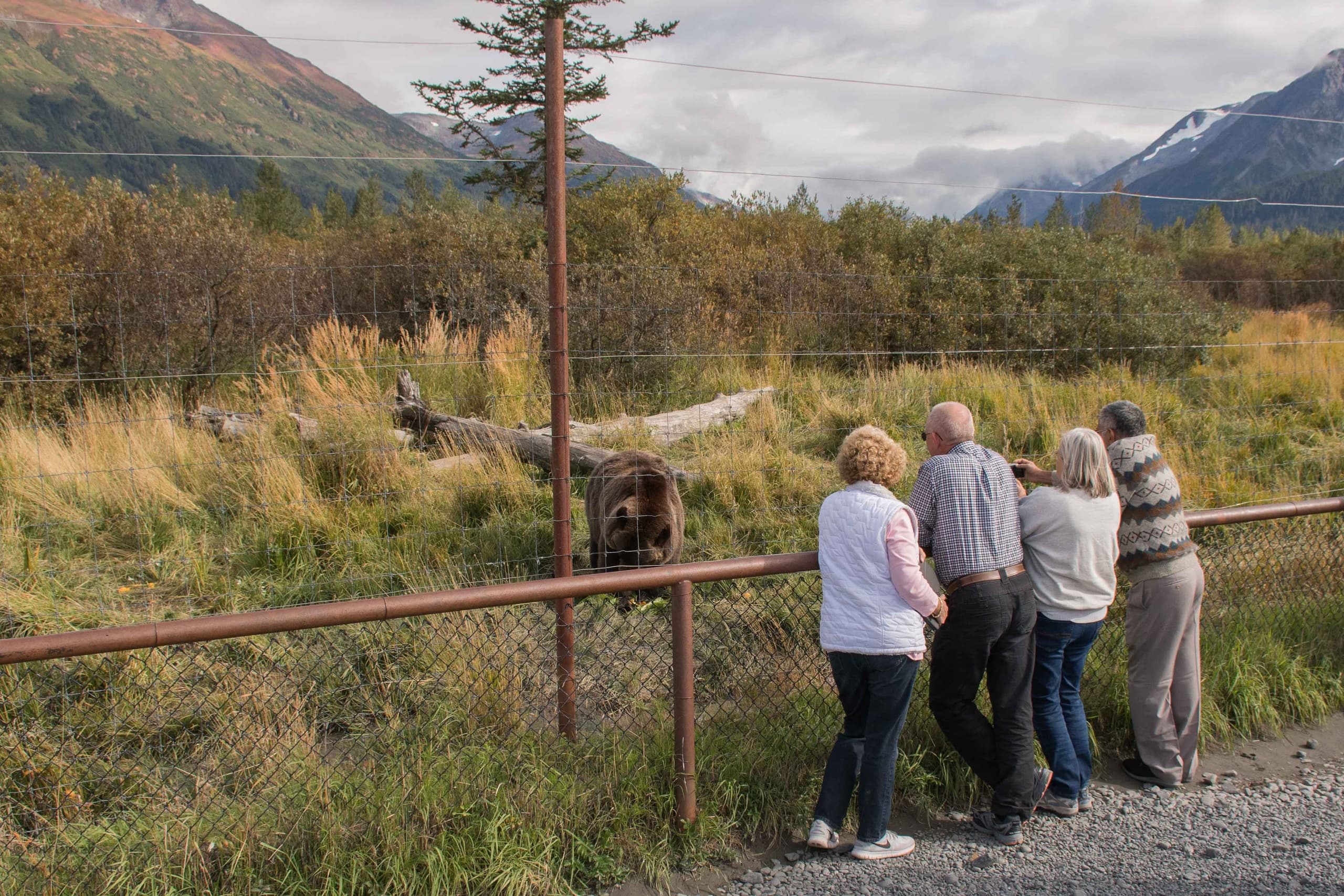 Alaska Wildlife Day Tour