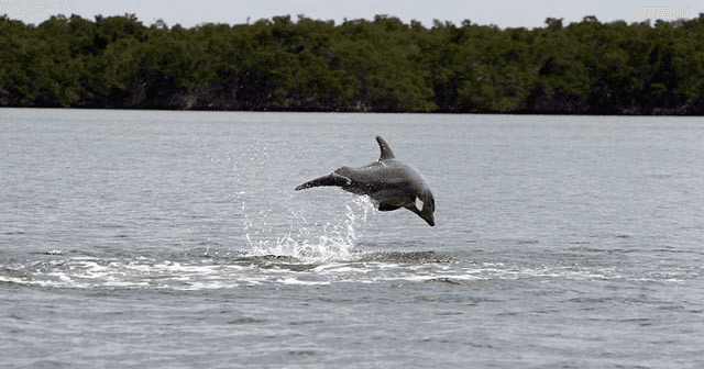 PRIVATE Everglades National Park 2 Hour Birding, Dolphin, and Wildlife Boat Tour