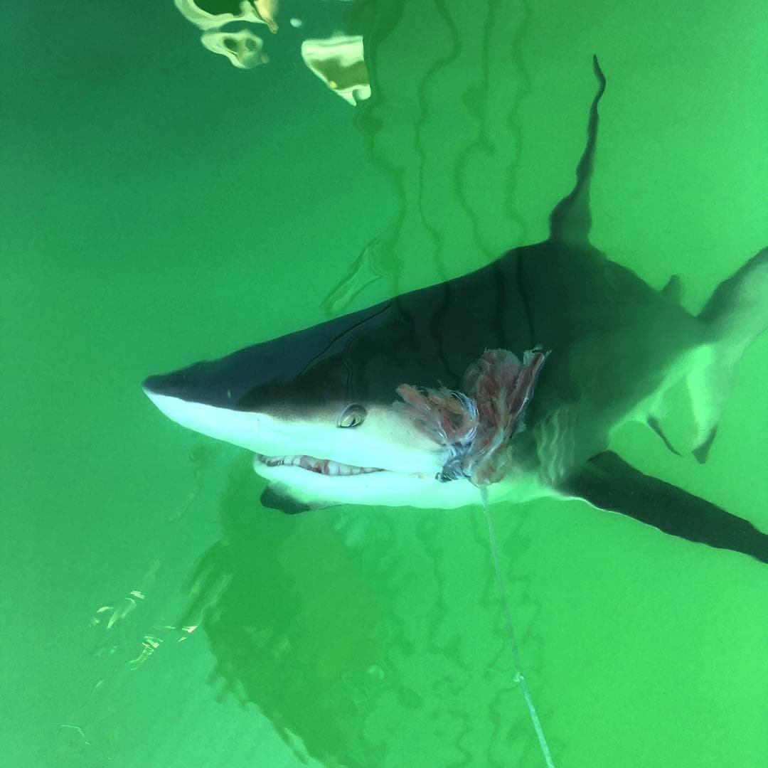 SHARK FISHING!