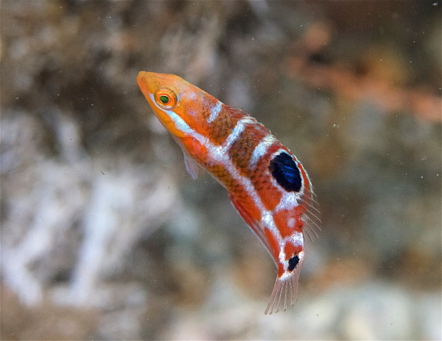 Finz Reef Dive - Private
