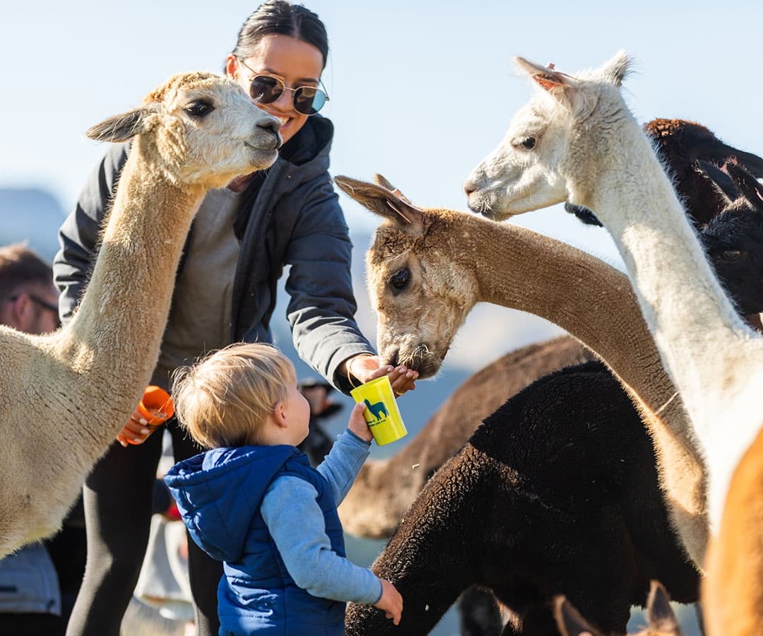 Meet the Alpacas