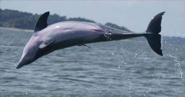 SCM PVT Dolphin Eco 12p