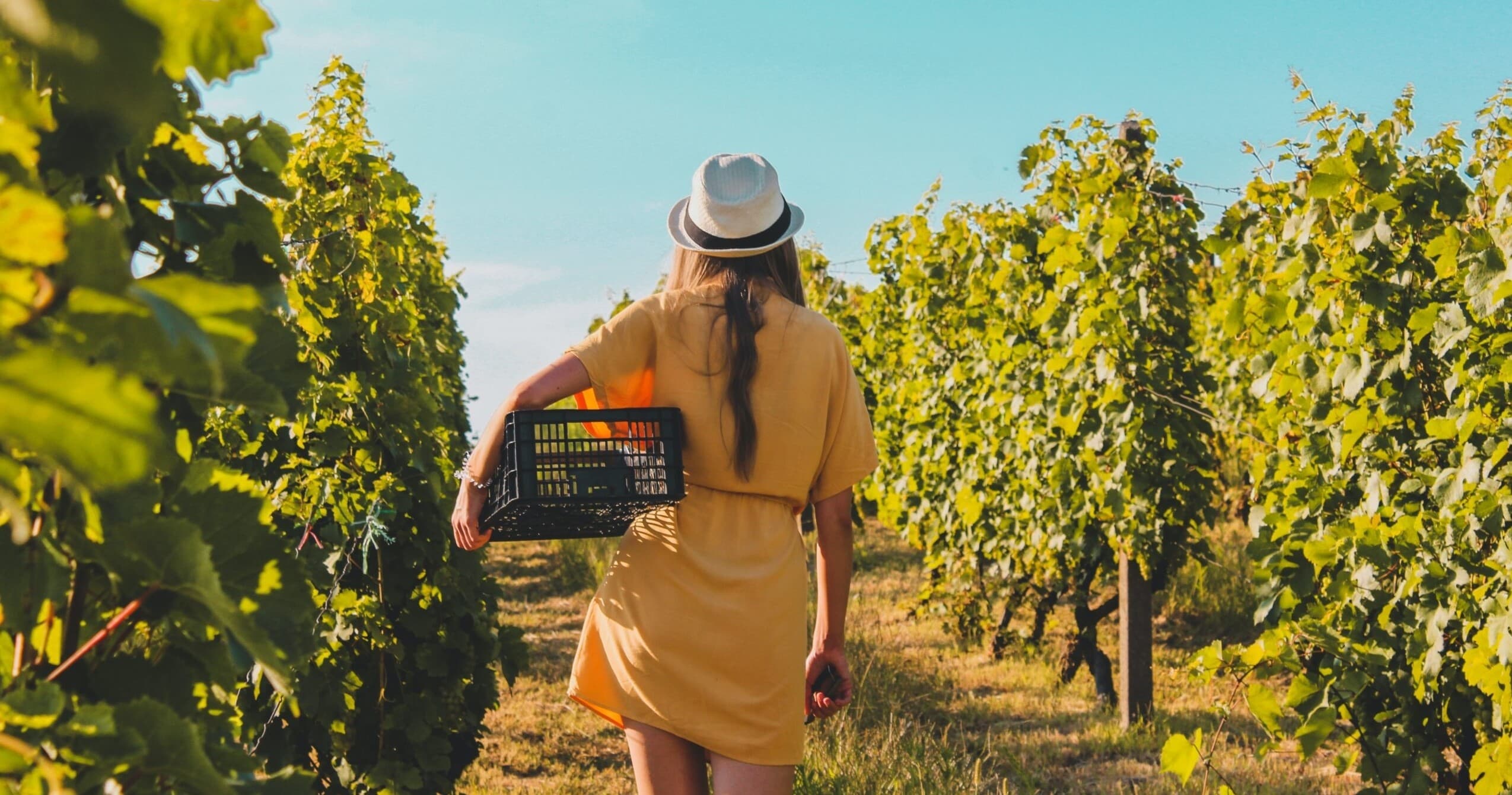 Prosecco Wine Experience
