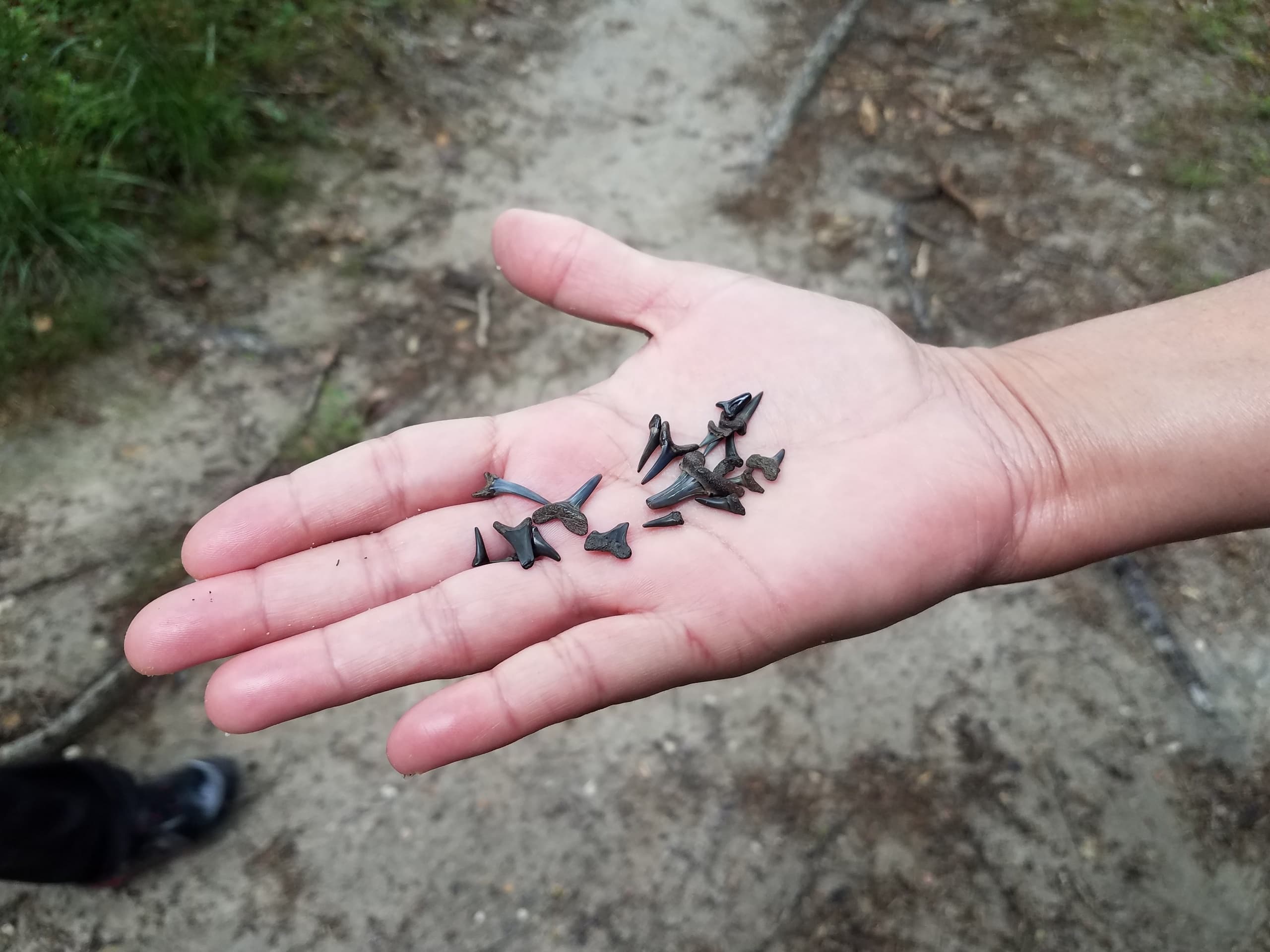SAV Private Shark Tooth Island Tour