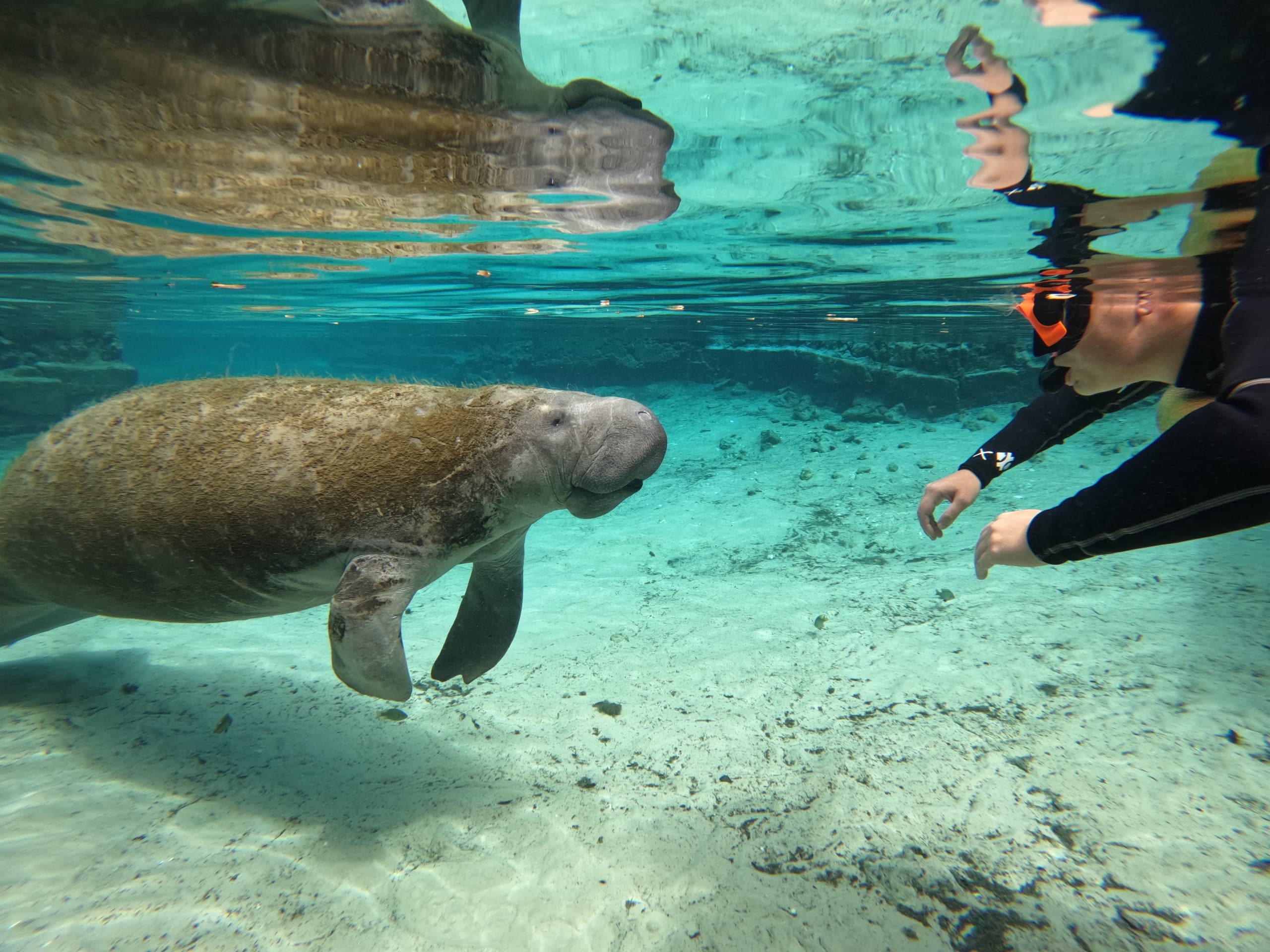 Classic Manatee Snorkeling Tour with in-water Photographer