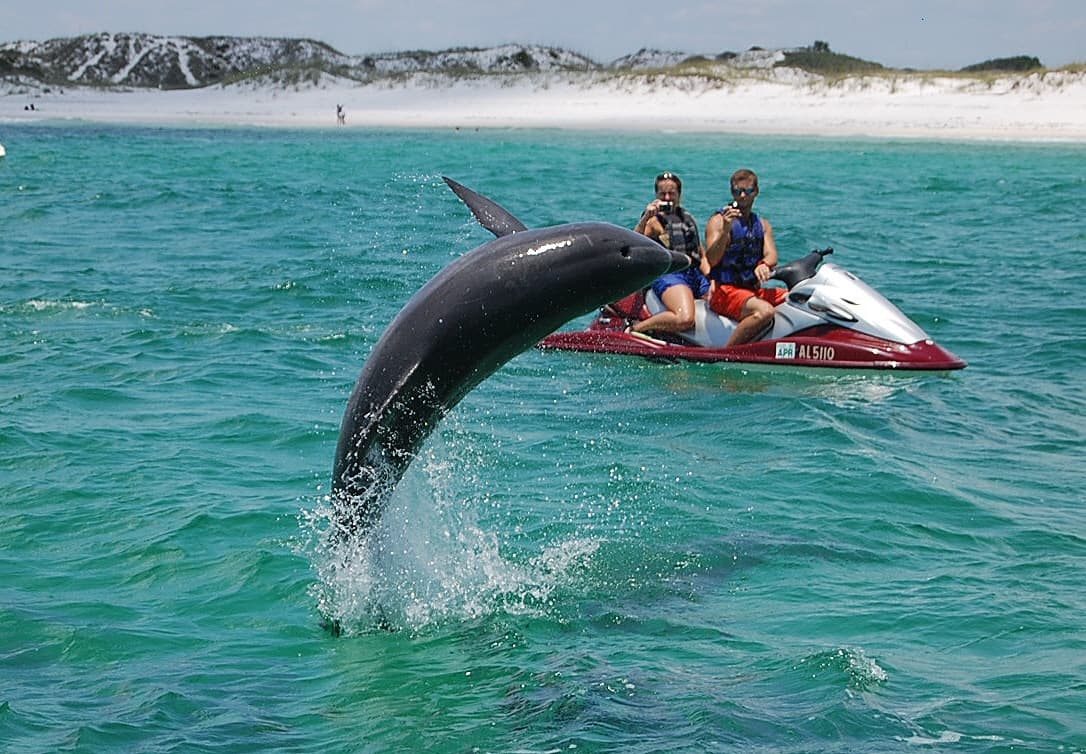 Crab Island Dolphin Jet Ski Adventure