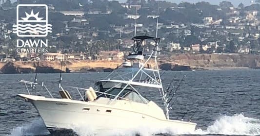 Full Day Pelagic Birding Trips - Offshore