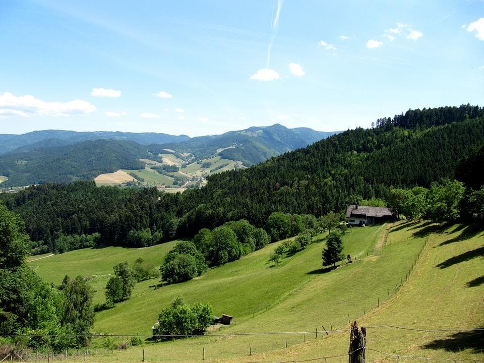 The Black Forest