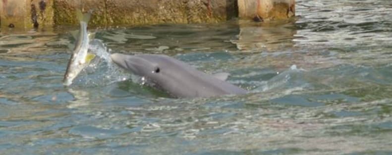 Dolphin/Eco Cruise