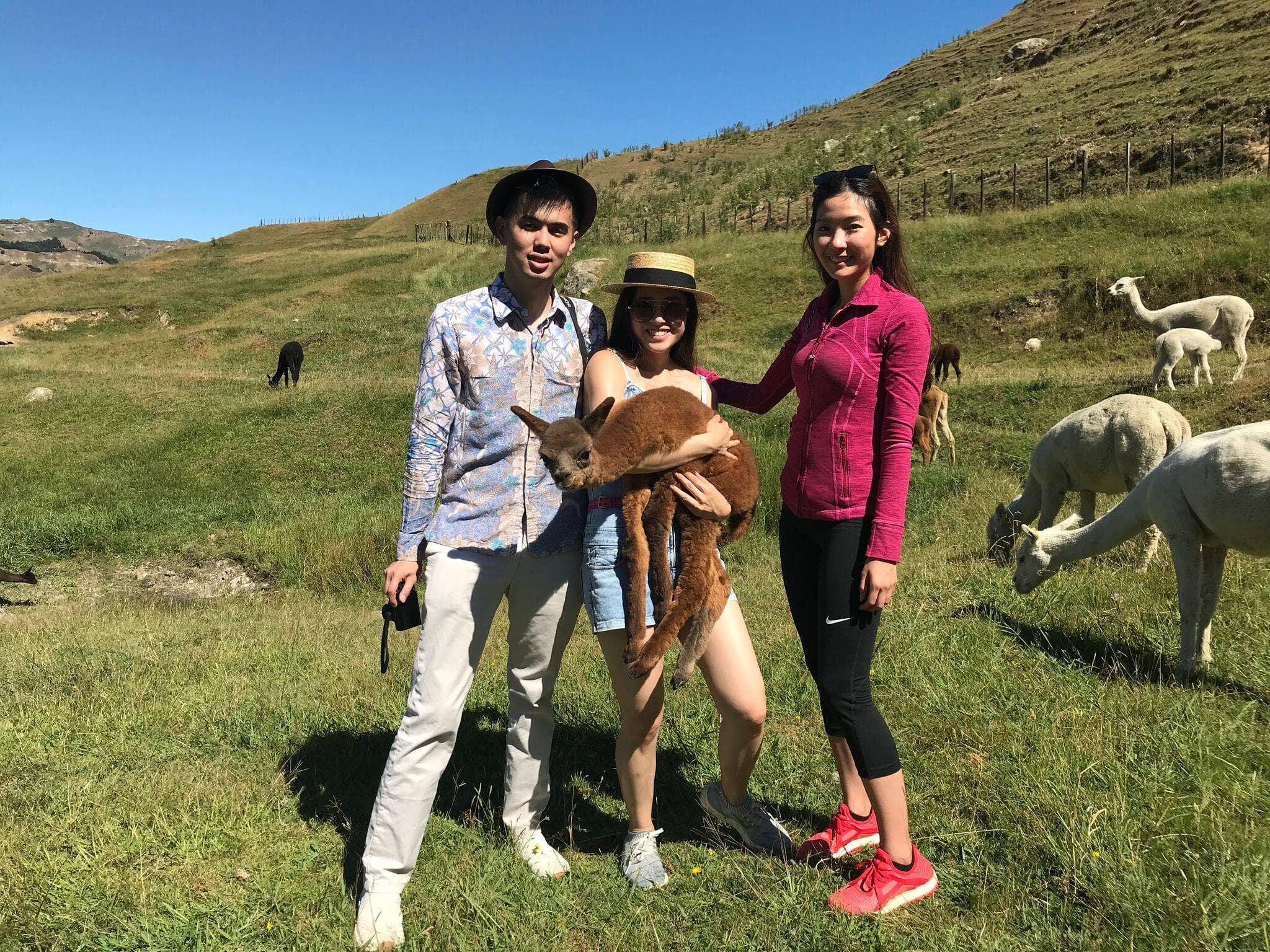 The Amazing Alpaca Adventure