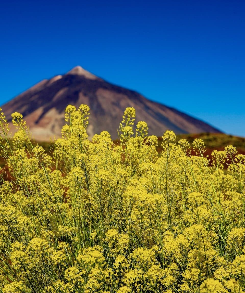 PARQUE NACIONAL DEL TEIDE, un paseo de altitud