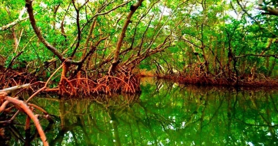 Guided Kayak Mangrove Tunnel Tour