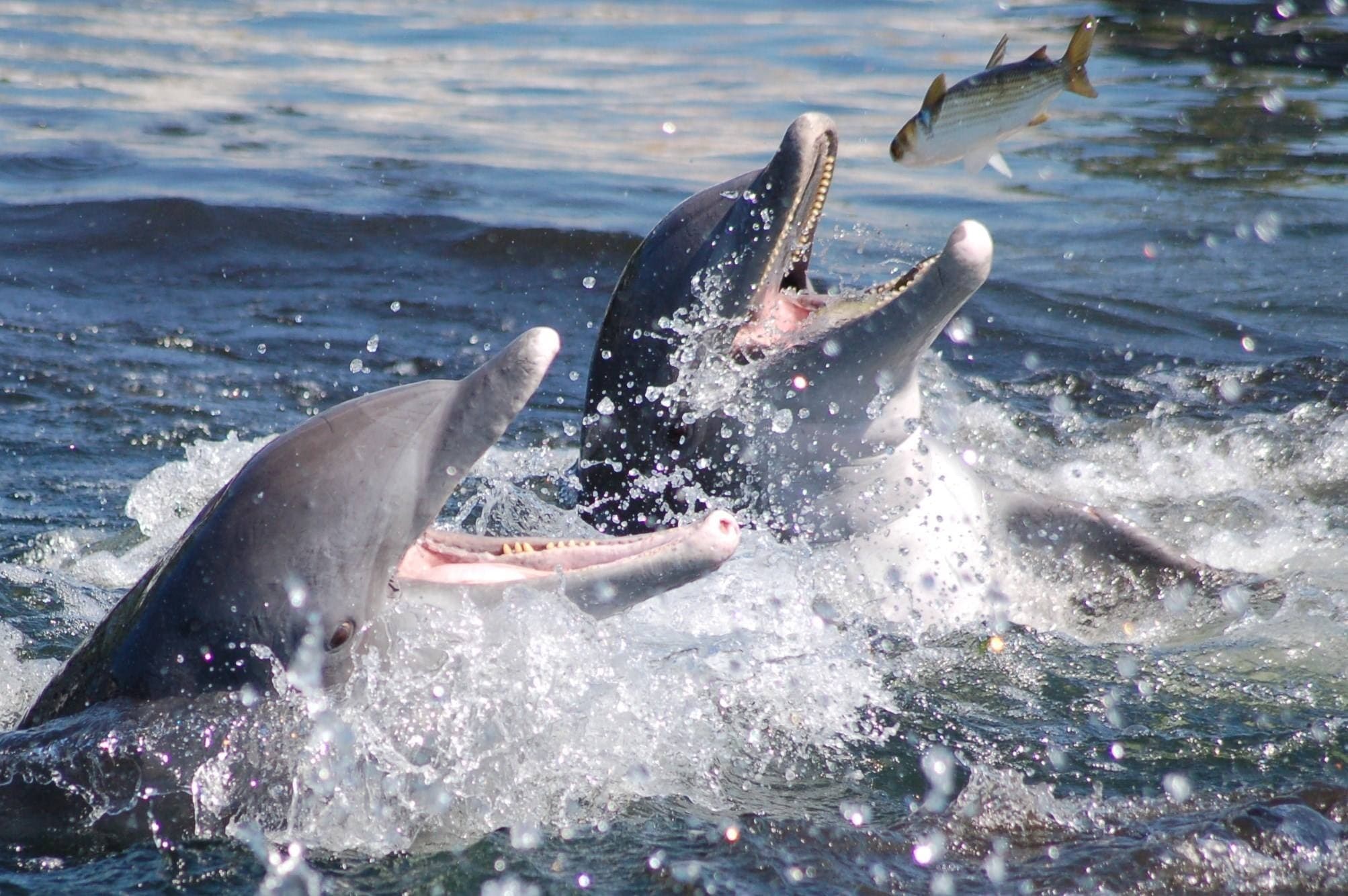 Homosassa River Dolphin Tours