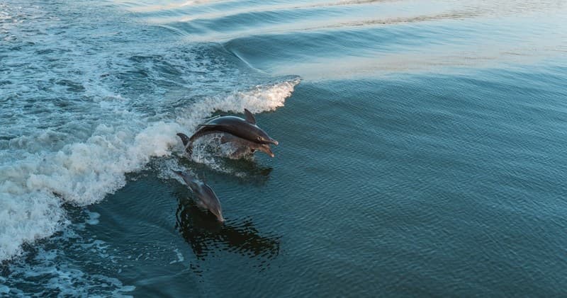 Dolphin and Wildlife Cruise