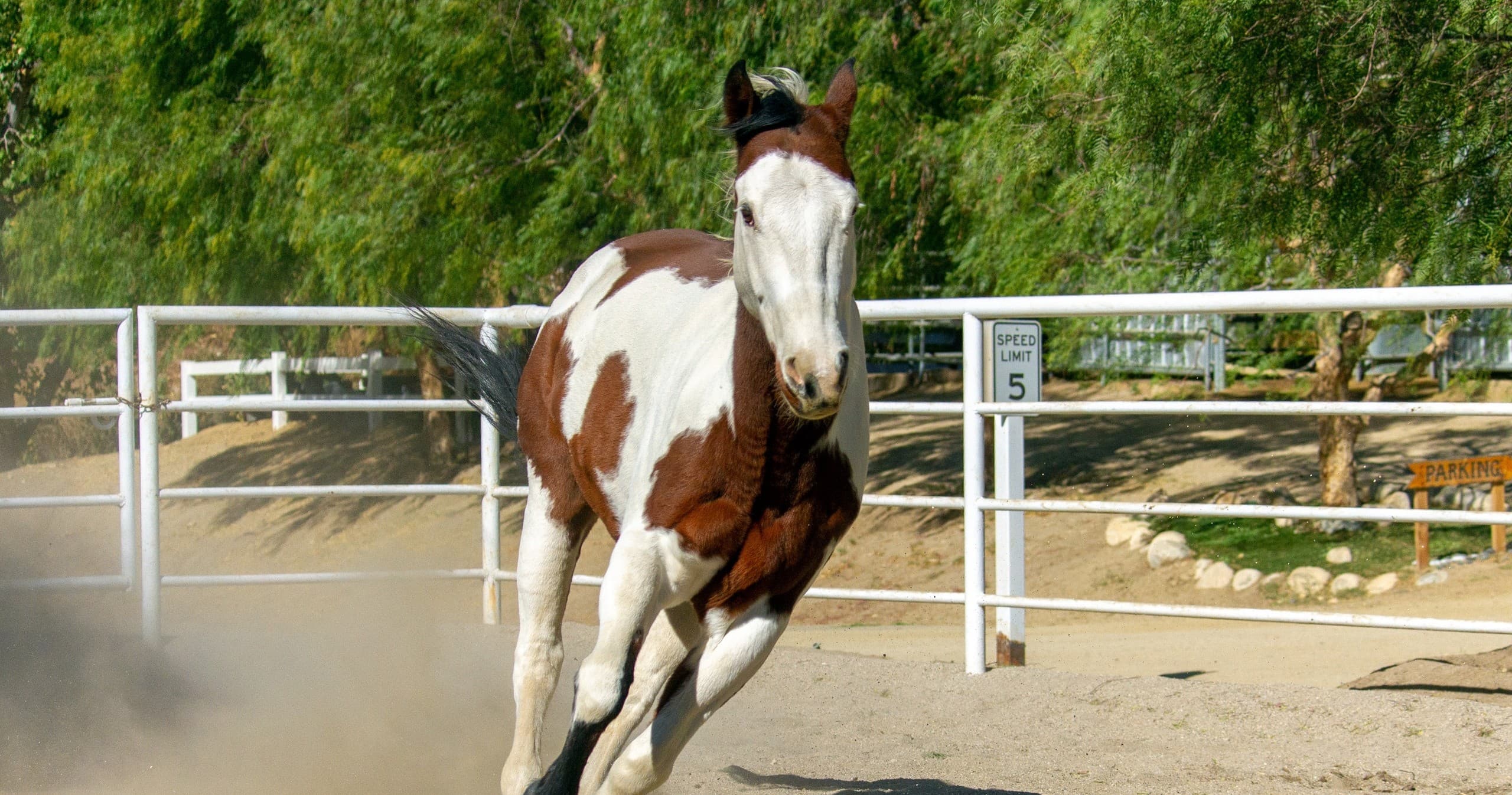 Equine Therapy