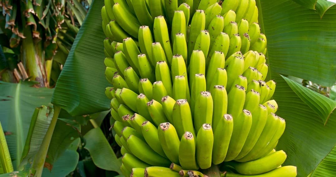 Banana Farm Experience
