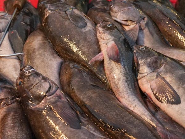 Private Charter - Lingcod