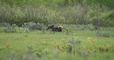 Private Yellowstone Tour