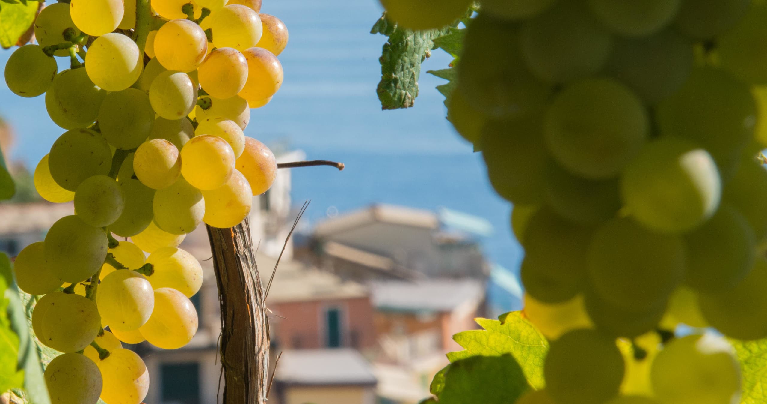 Sensorial wine tasting guided by an AIS professional sommelier
