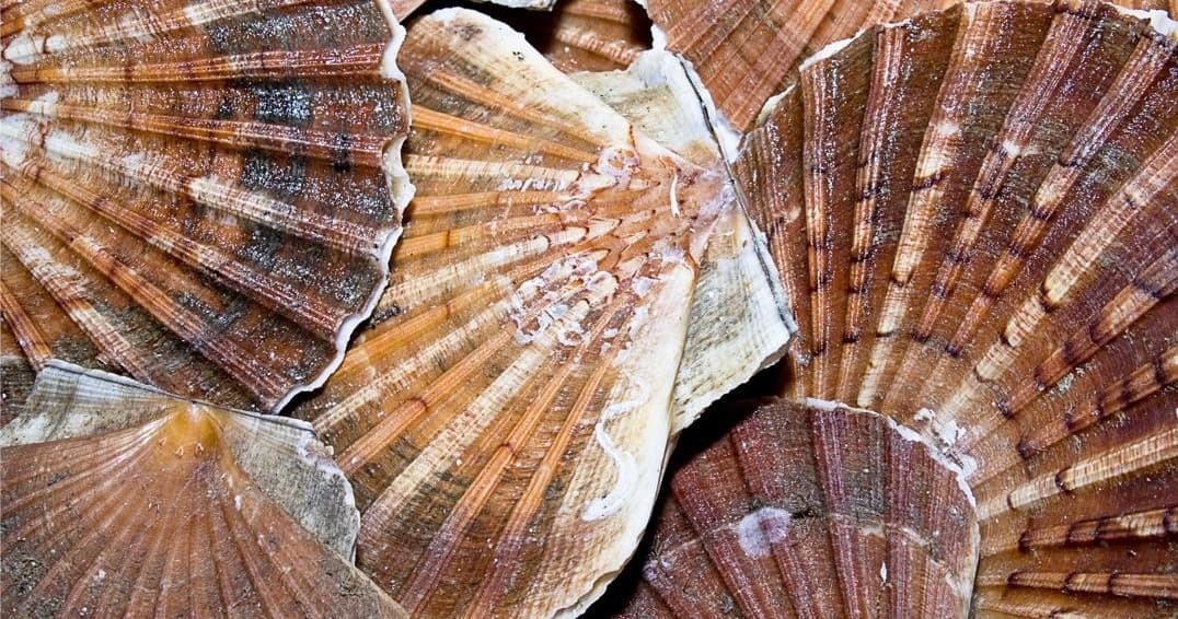 Scalloping Tour