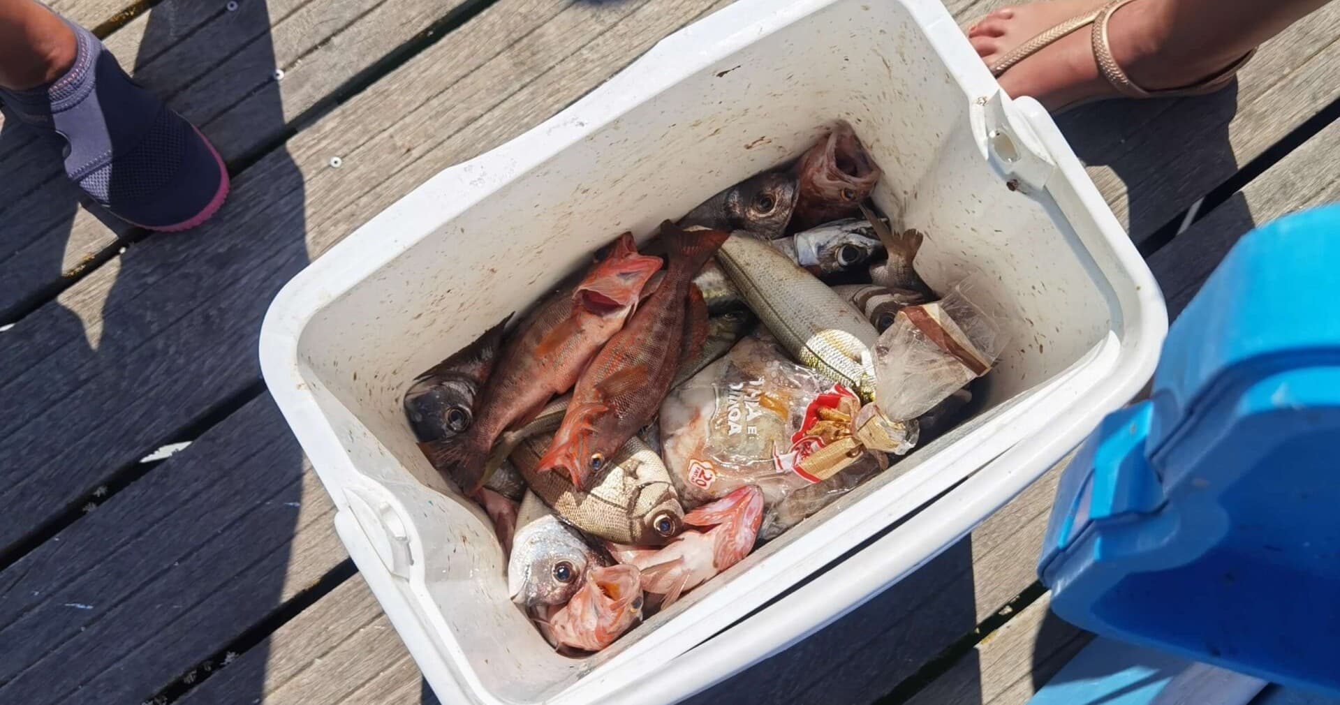 Bottom Fishing - 4 Hours