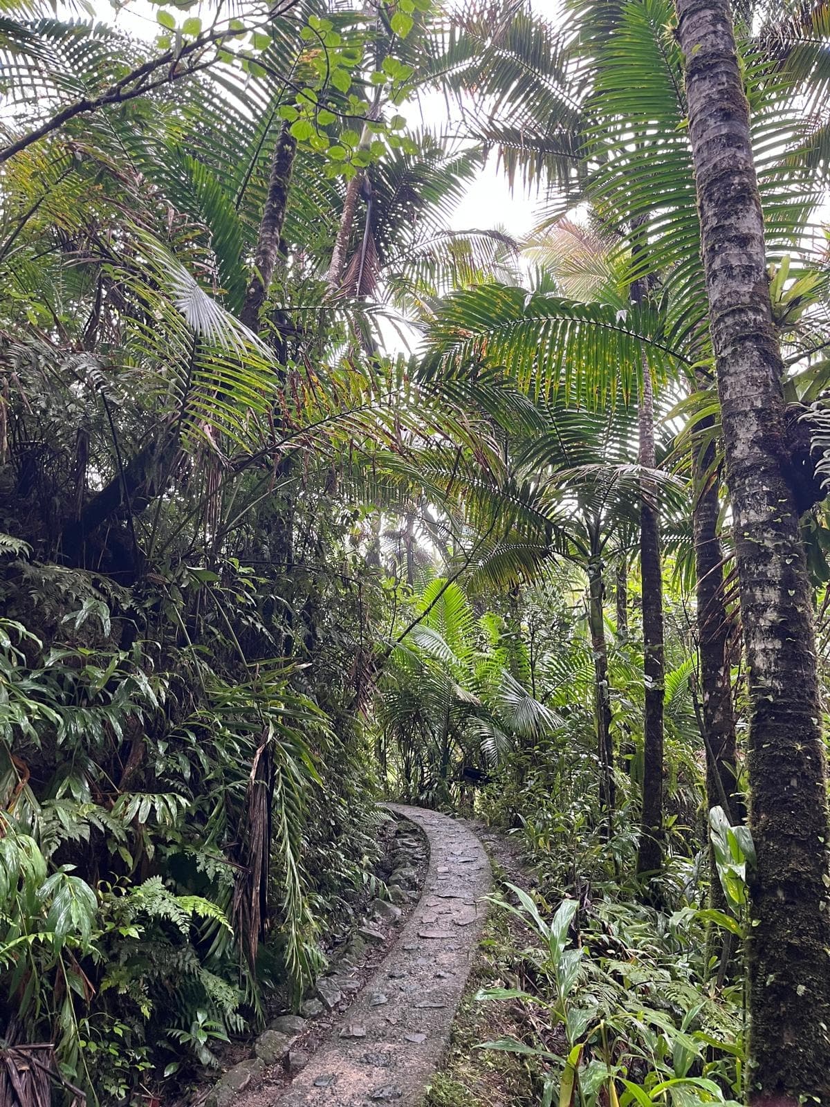 El Yunque National Rainforest Hiking  + Natural waterslide
